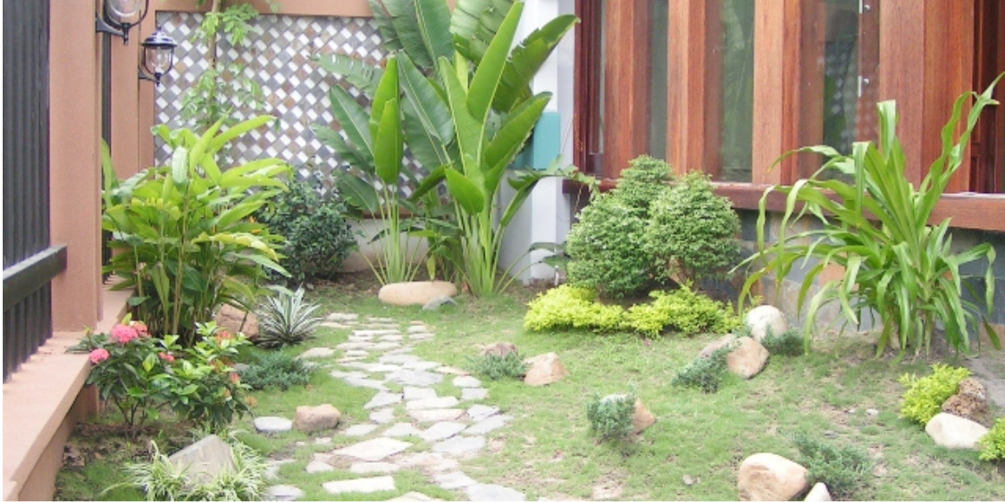 Các loại cây phù hợp để bố trí, trang trí trong sân vườn bạn