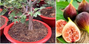 Cây ăn quả trồng trong chậu: cây Sung Mỹ 
