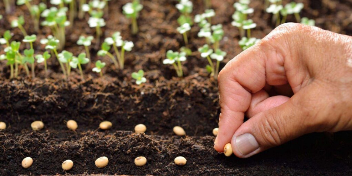 Gieo hạt trong phương pháp nhân giống cây trồng