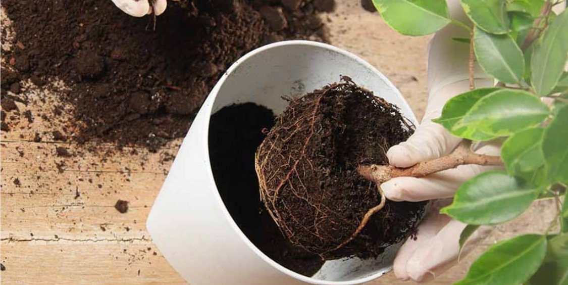 Tiến hành áp dụng cách sang chậu và thay đất cho cây