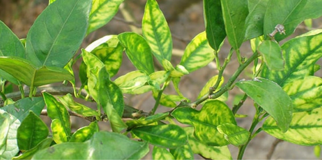 Phân biệt bệnh vàng lá do vi sinh vật gây bệnh ở cây trồng